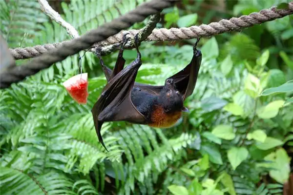 Dream Interpretation of Bats in Your Sleep - NuvoraDream - DreamDecode-DreamDecode