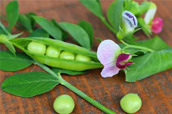 Dream of Peas Meaning and Interpretation - NuvoraDream - DreamDecode-DreamDecode