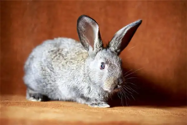 Dream Interpretation Rabbit Running Into House Meaning - DreamDecode-DreamDecode