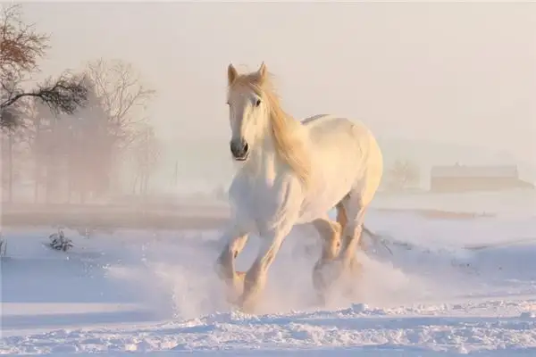 Dreaming of a Horse Dealer Meaning and Interpretation - NuvoraDream
