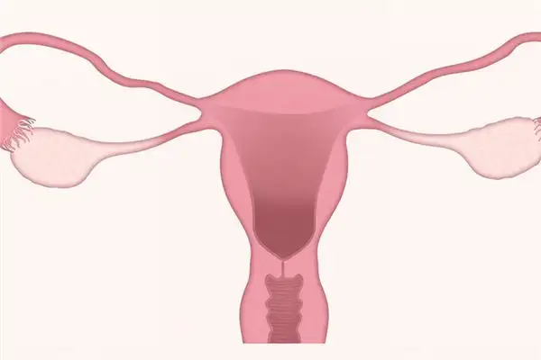 Dream Interpretation of Vagina in Dreams NuvoraDream