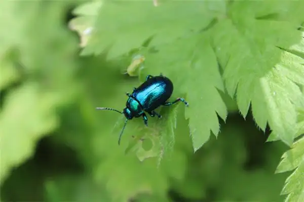 Dreaming of Bugs on Your Body Meaning and Interpretation - NuvoraDream