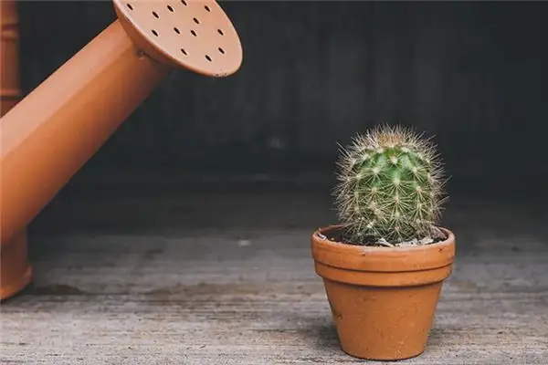 Dream Interpretation of Getting a Thorn in Your Hand - NuvoraDream