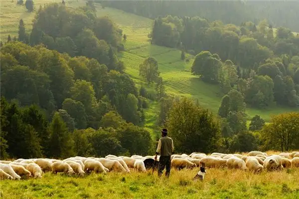 Dreaming of a Shepherd Meaning and Interpretation - NuvoraDream