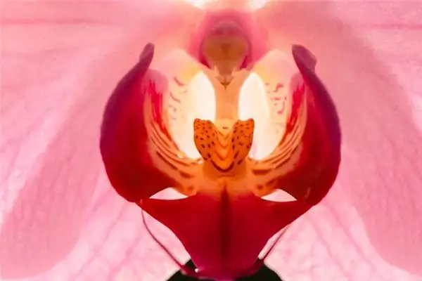 Dream Interpretation of Seeing Genitals - NuvoraDream