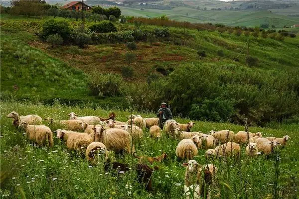 Dreaming of a Shepherd Meaning and Interpretation - NuvoraDream