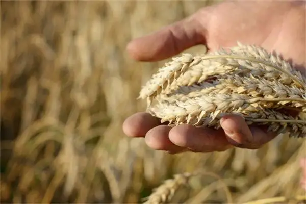 Dream Interpretation of Picking Wheat Ears in Your Sleep - NuvoraDream