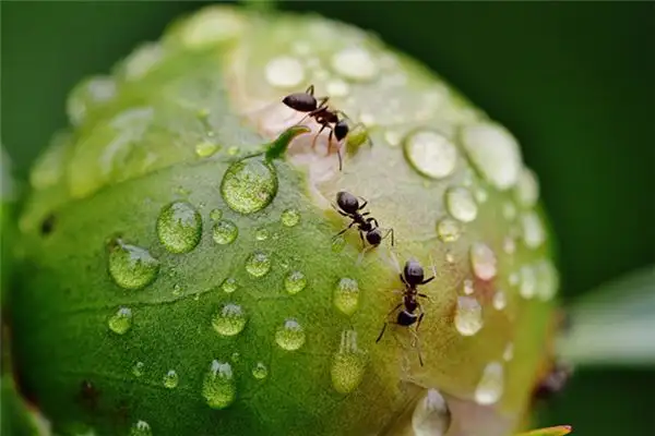 Dream Interpretation Mouth with Insects Meaning - NuvoraDream