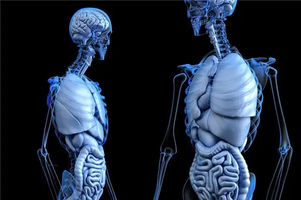Dream Interpretation of Seeing Ribs in Sleep - NuvoraDream