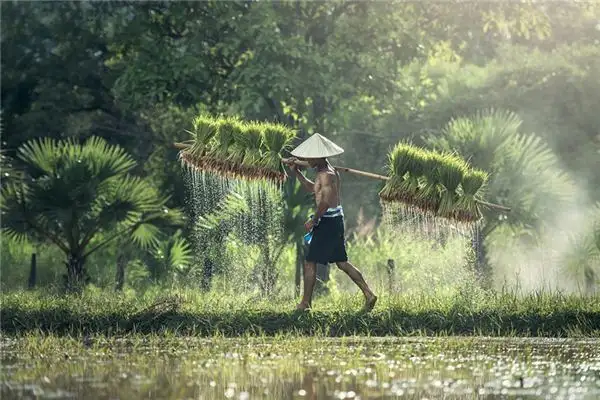 Dream of a Farmer Meaning and Interpretation - NuvoraDream