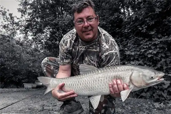 Dream of Grass Carp Meaning and Interpretation - NuvoraDream - DreamDecode-DreamDecode