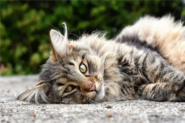 Dream Interpretation of Wild Cats - NuvoraDream - DreamDecode-DreamDecode
