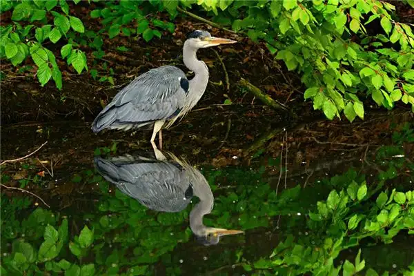 Dream Interpretation of Water Birds in Your Dreams - NuvoraDream - DreamDecode-DreamDecode