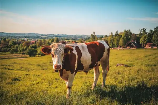 Dreaming of a Cow Meaning and Interpretation - NuvoraDream - DreamDecode-DreamDecode