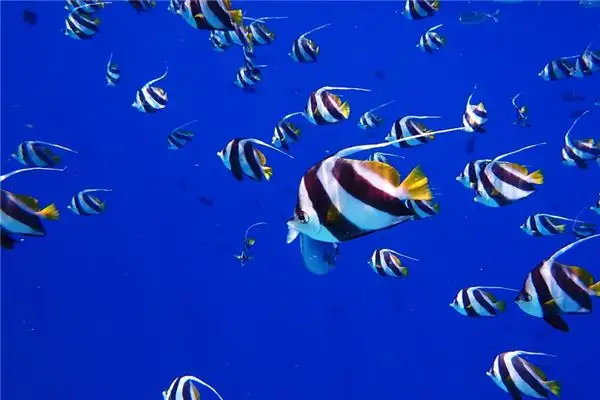Dream Interpretation of Seeing Many Fish in Your Sleep - NuvoraDream - DreamDecode-DreamDecode