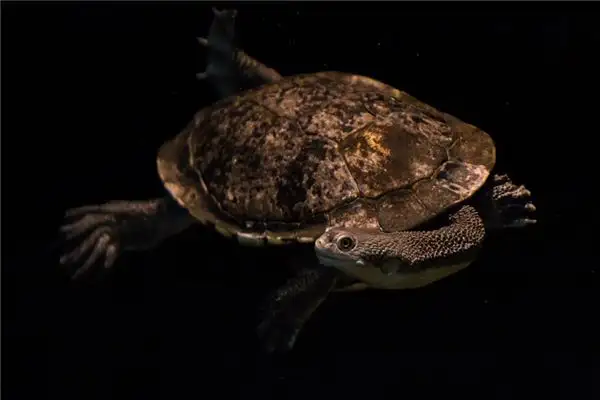 Dream Interpretation of Turtles and Snakes - NuvoraDream - DreamDecode-DreamDecode