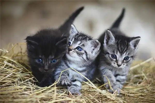 Dreaming of Raising a Cat Meaning and Interpretation - DreamDecode-DreamDecode