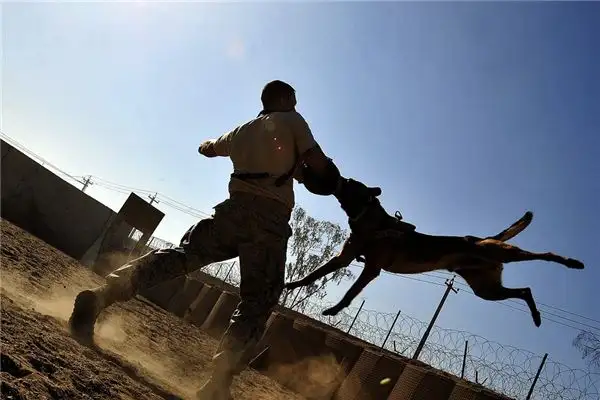 Dream Interpretation of Being Attacked by a Dog - DreamDecode-DreamDecode