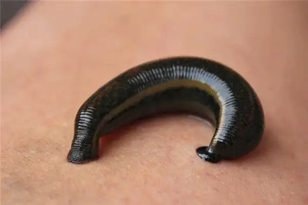 Dream Interpretation of Being Bitten by Leeches - NuvoraDream