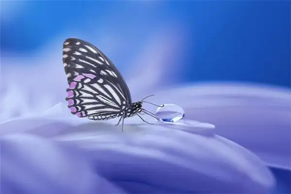 Dreaming of a Dead Butterfly Meaning and Interpretation - NuvoraDream - DreamDecode-DreamDecode
