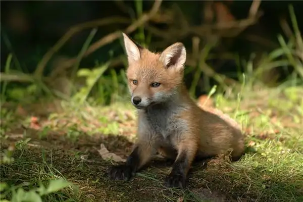 Dream Interpretation of Small Animals in Your Sleep - DreamDecode-DreamDecode