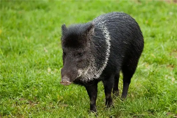 Dream of Wild Boar Meaning and Interpretation - NuvoraDream - DreamDecode-DreamDecode