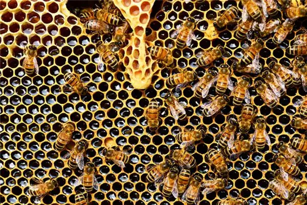 Dreaming of a Beehive Meaning and Interpretation - NuvoraDream