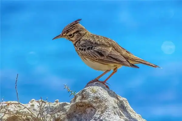 Dream of a Lark Meaning - NuvoraDream
