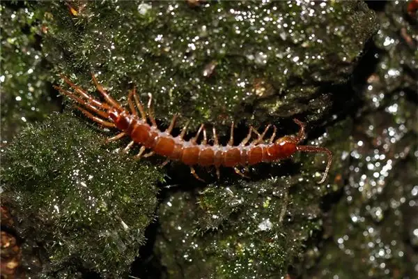 Dream Interpretation of Being Bitten by a Centipede - NuvoraDream - DreamDecode-DreamDecode