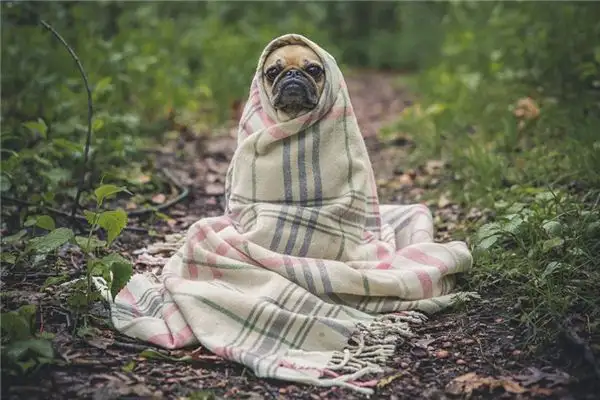 Dream Interpretation Killing a Dog Meaning - NuvoraDream - DreamDecode-DreamDecode