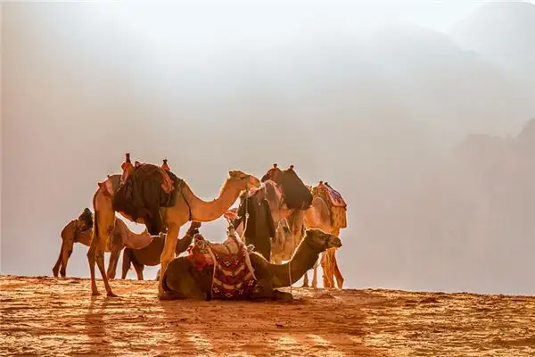 Dream Interpretation of Camel Leopard and Mythical Beasts in Zhou Gong\'s Dream Dictionary - DreamDecode-DreamDecode