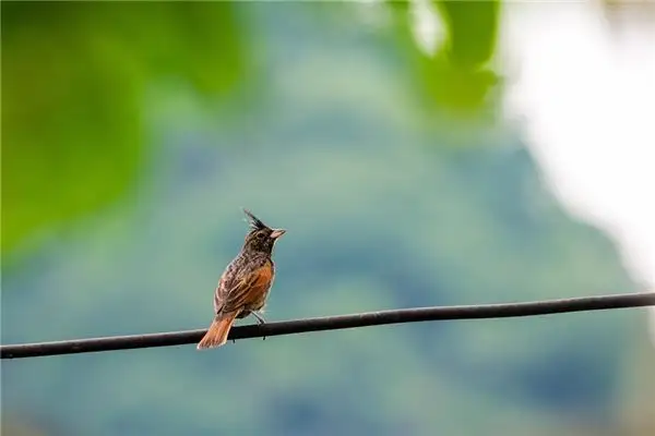 Dream of Birds Meaning and Interpretation - NuvoraDream