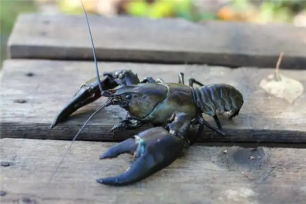 Dream of Catching Shrimp Meaning and Interpretation - NuvoraDream - DreamDecode-DreamDecode