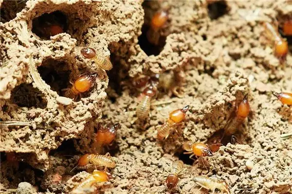 Dream Interpretation White Ants Meaning in Dreams NuvoraDream - DreamDecode-DreamDecode