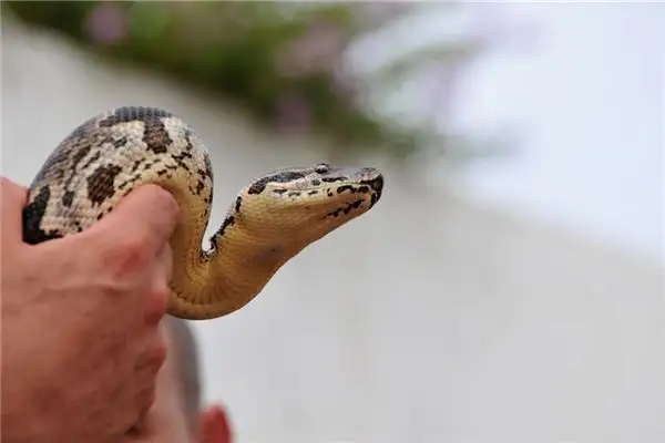 Dream Interpretation of Dead Snakes - NuvoraDream - DreamDecode-DreamDecode