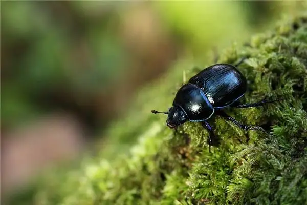 Dream Interpretation of Dung Beetles - NuvoraDream - DreamDecode-DreamDecode