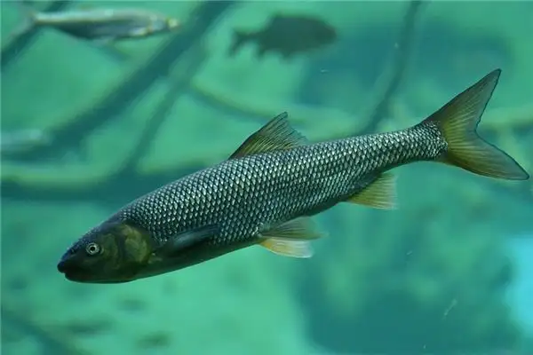 Dreaming of Trout Meaning and Interpretation - NuvoraDream - DreamDecode-DreamDecode