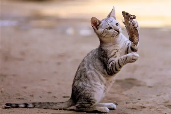 Dream Interpretation Cat Chasing Mouse Meaning - NuvoraDream - DreamDecode-DreamDecode
