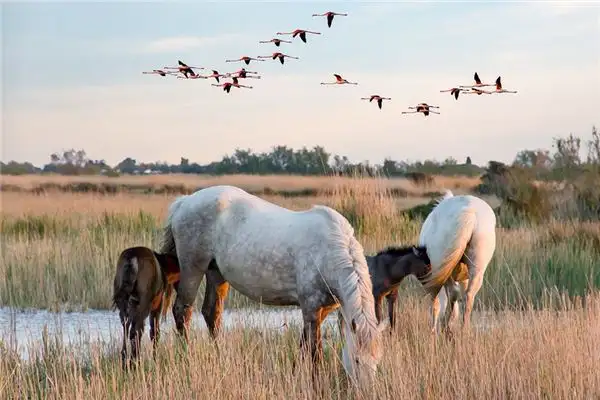 Dream of a Mare Meaning and Interpretation - NuvoraDream - DreamDecode-DreamDecode