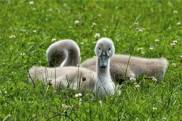 Dream Interpretation of Livestock in Your Dreams NuvoraDream - DreamDecode-DreamDecode