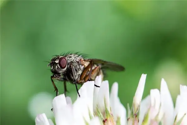 Dream Interpretation of Many Flies - NuvoraDream - DreamDecode-DreamDecode