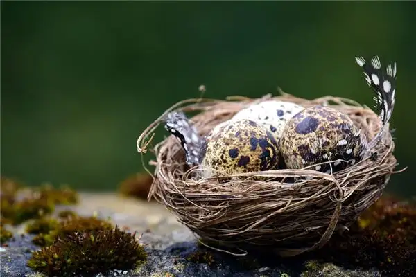 Dream Interpretation of Bird Eggs Meaning in Dreams - NuvoraDream - DreamDecode-DreamDecode