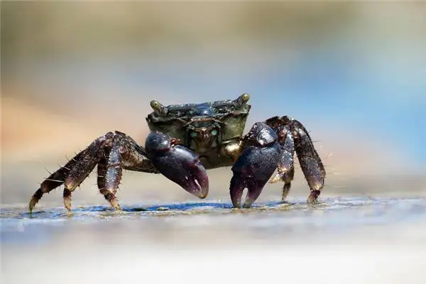 Dream Interpretation of Turtles and Crabs - NuvoraDream - DreamDecode-DreamDecode