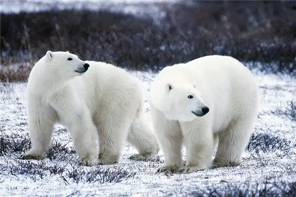 Dream Interpretation of a Polar Bear in Your Sleep - DreamDecode-DreamDecode