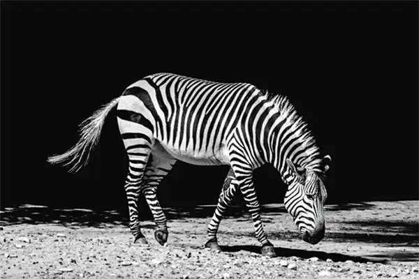 Dreaming of a Zebra Meaning and Interpretation - NuvoraDream - DreamDecode-DreamDecode