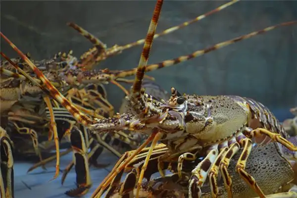 Dream Interpretation of Lobster in Your Sleep - NuvoraDream - DreamDecode-DreamDecode