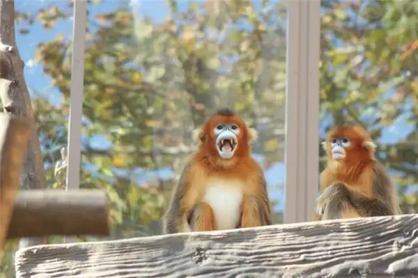 Dream of Golden Snub-Nosed Monkey Meaning and Interpretation - DreamDecode-DreamDecode