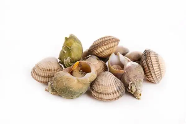 Dream Interpretation of Clams and Shellfish in Zhou Gong\'s Dream Dictionary - DreamDecode-DreamDecode