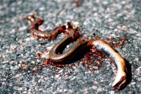 Dream of Dead Snake Meaning - NuvoraDream - DreamDecode-DreamDecode