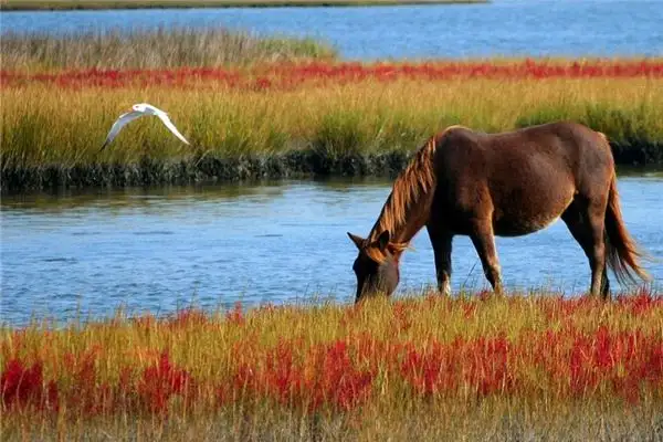 Dream of Wild Horses Meaning - NuvoraDream - DreamDecode-DreamDecode